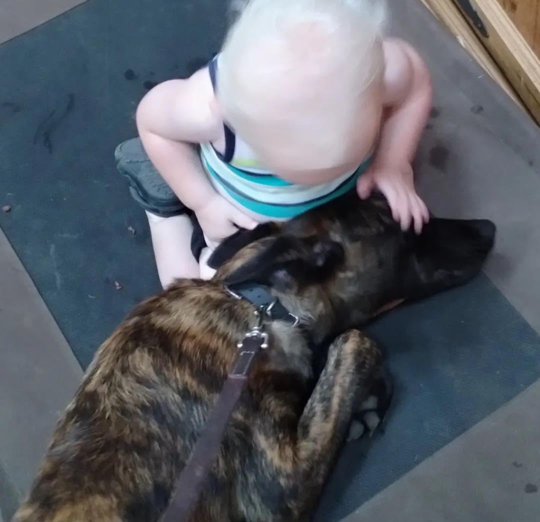 A brindle Dutch Shepherd lying calmly while a toddler pets its head