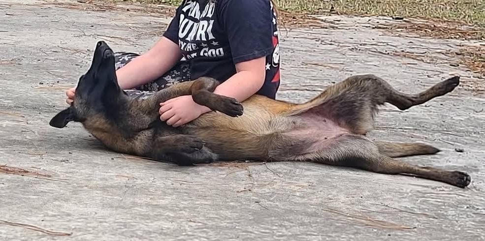 Valkyrie, a Belgian Malinois trained by Zac's daughter, lying belly up and relaxed in her lap