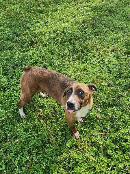 Baldr, a 6 year old brown and white rescue Jack Russell, looking up from the grass