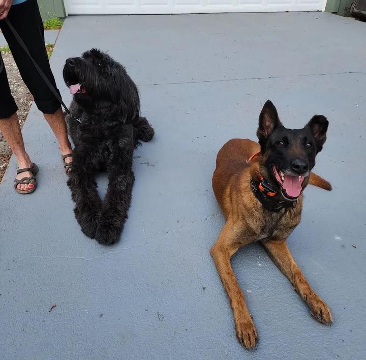 A shaggy black dog in a calm down beside a Belgian Malinois