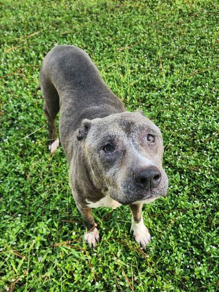 Daisy, a 13 year old gray rescue pit bull, looking up from the grass