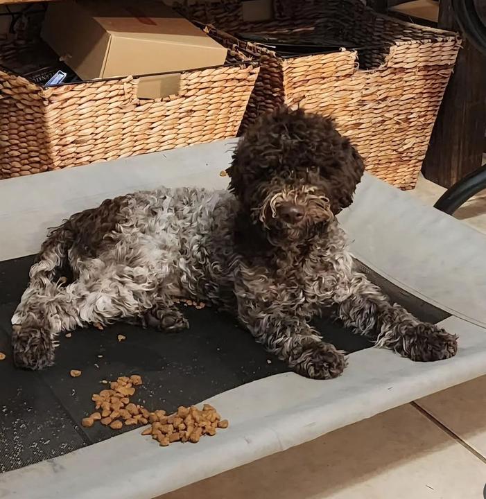 A young Lagotto holding place with kibble scattered around him