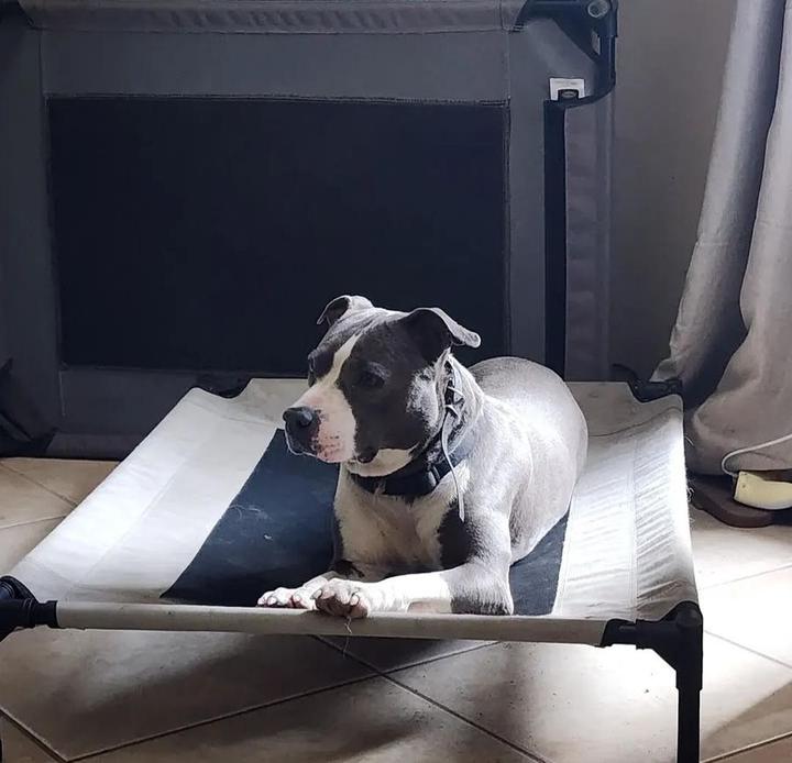A blue and white pit bull holding place on a raised dog bed