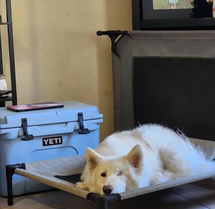A white shepherd resting on a raised dog bed during place training