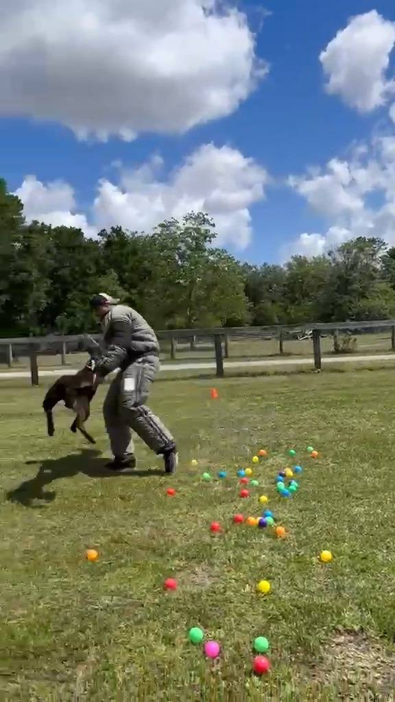A dark working dog taking a full grip on a decoy in a bite suit
